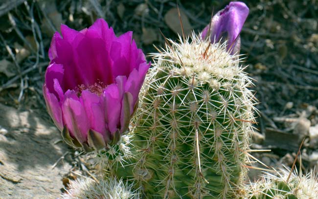 Pinkflower Hedgehog Cactus is a native perennial that has large showy deep magenta to dark purple flowers. Echinocereus bonkerae 